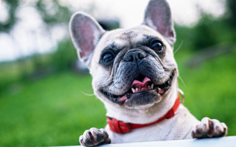 Hướng dẫn chăm sóc chó mèo tăng đề kháng cho chó