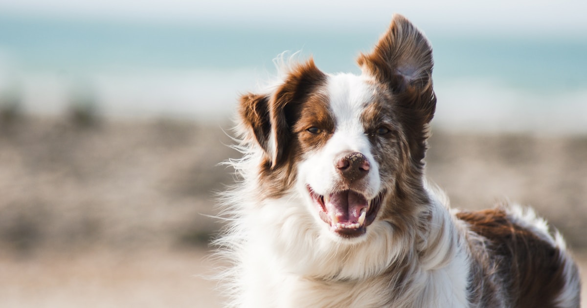 pet shop hà nội: Chăm sóc thú cưng hữu cơ – an toàn từ gốc, tư vấn 1:1 bởi chuyên gia