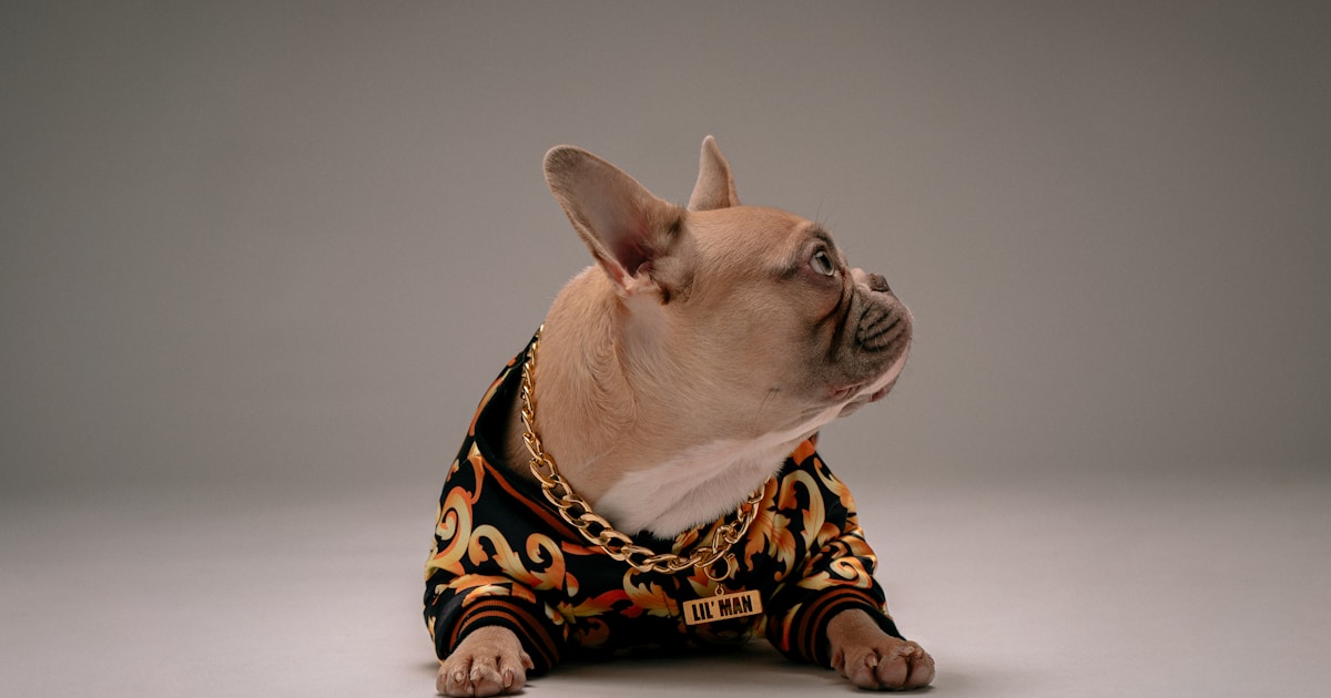 Chó Corgi: Chăm sóc hữu cơ giảm rụng lông & bảo vệ khớp lưng tự nhiên