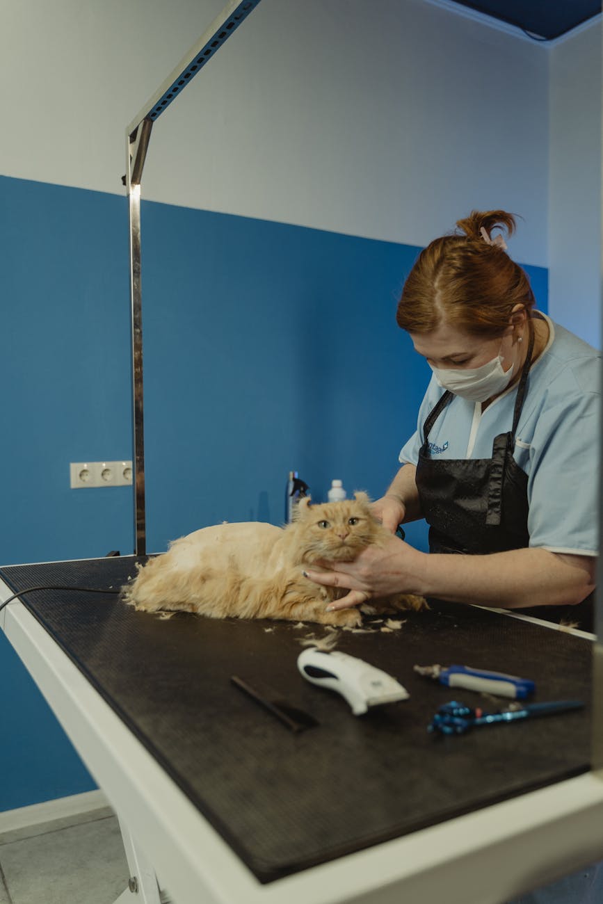 Phòng khám thú y gần đây: Khi mèo thuần chủng cần tiêm phòng FVRCP/FeLV theo chuẩn WSAVA — “gần” không cứu được sai lịch, thiếu ghi chép & không kiểm tra kháng thể