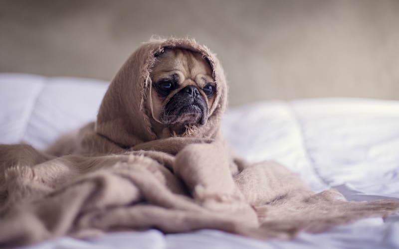 Chăm sóc thú cưng tăng đề kháng cho chó