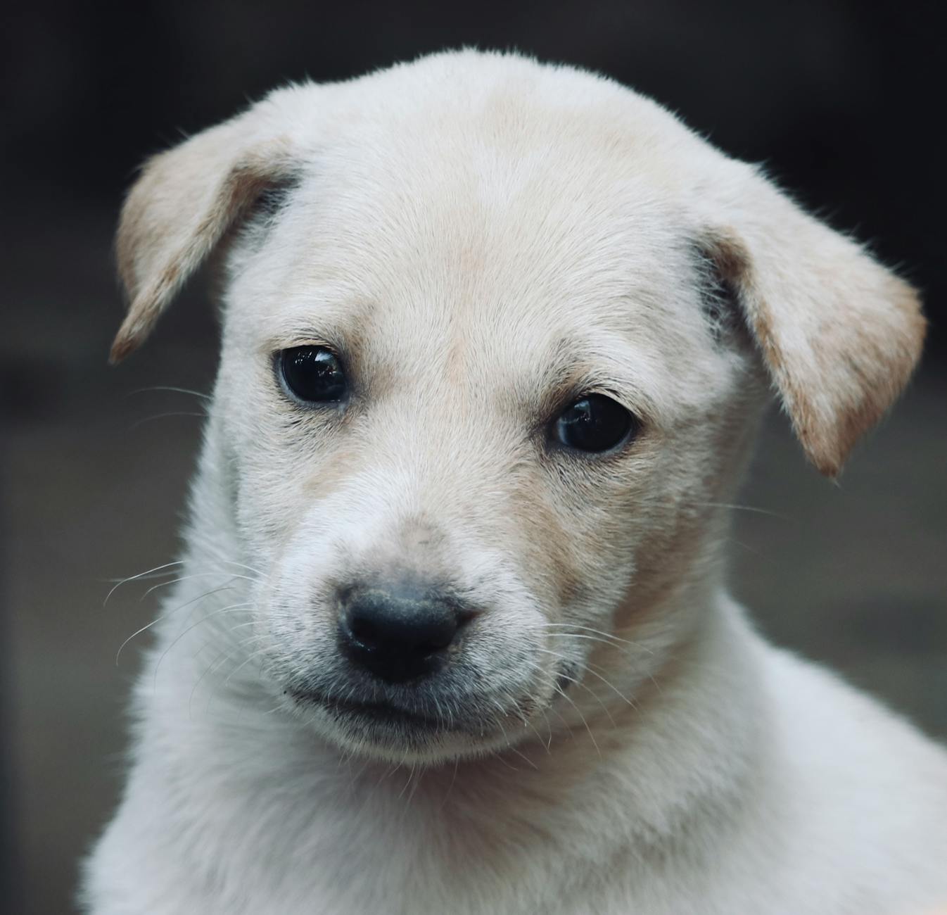Nơi bán chó Poodle khỏe mạnh tại TP.HCM: Công nghệ chăm sóc khách hàng thời 4.0