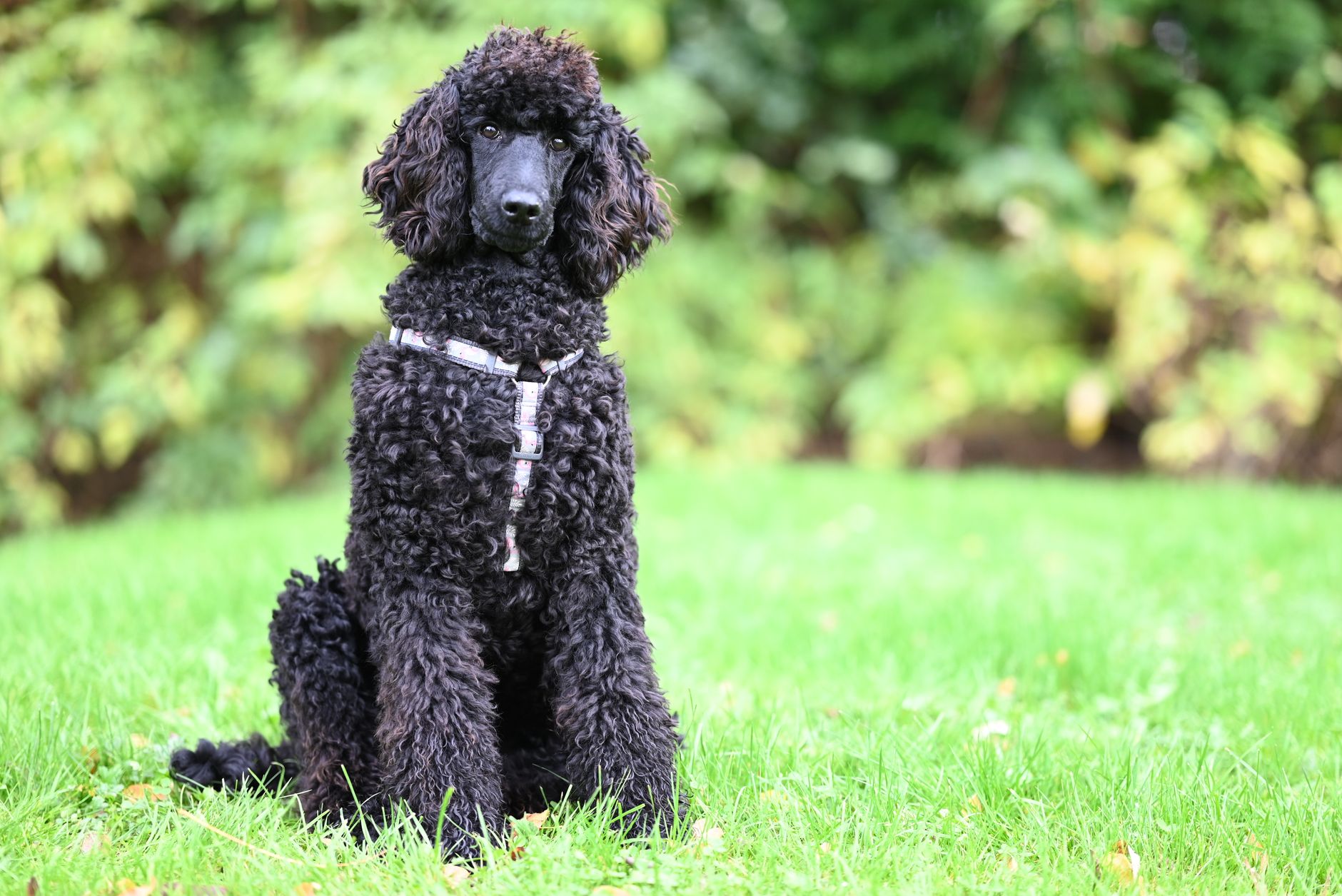 Nơi bán chó Poodle khỏe mạnh ở TP.HCM – Bài toán dòng tiền thông minh cho chủ Petshop