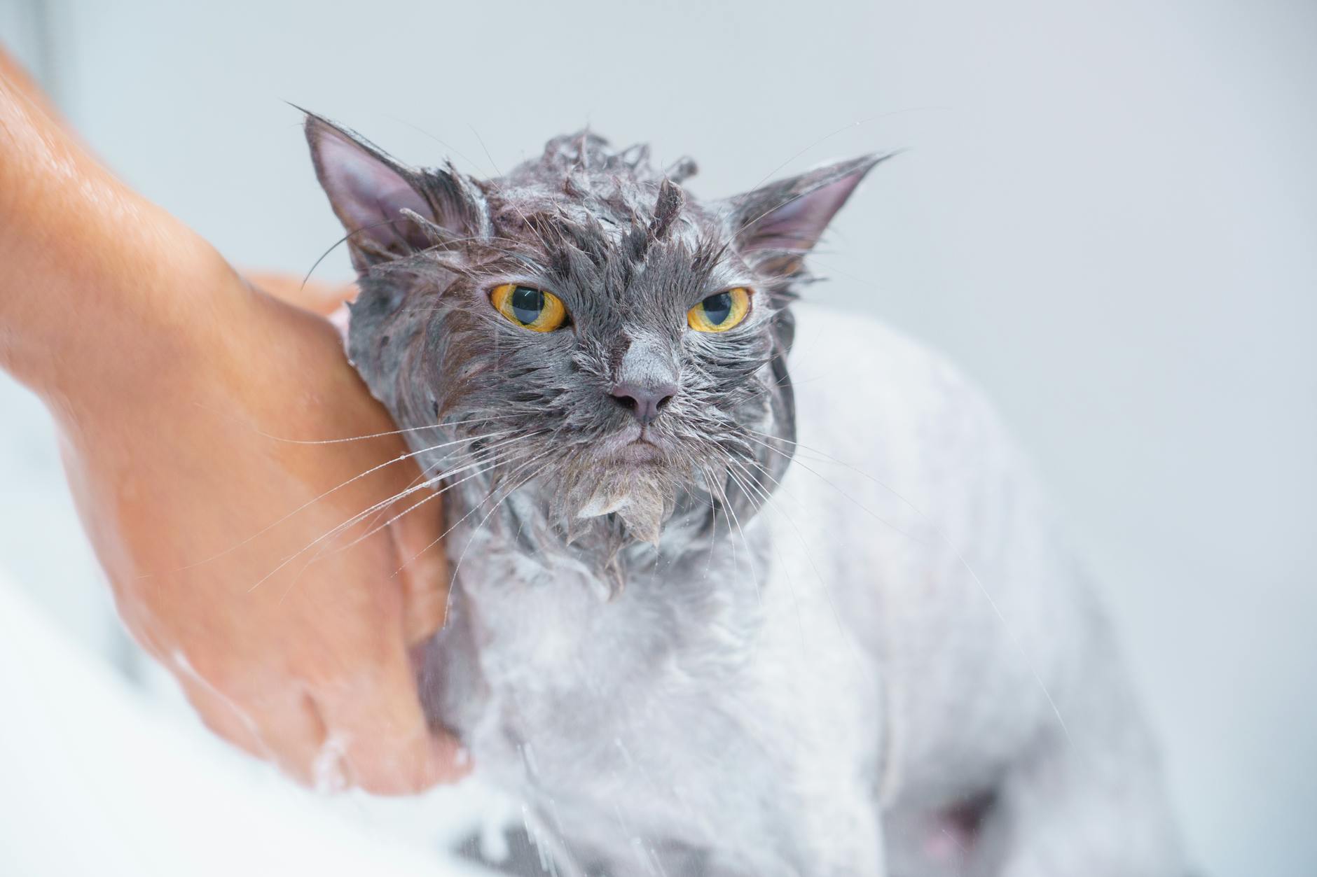 Đại lý Royal Canin chính hãng tại TP.HCM và cuộc cách mạng công nghệ chăm sóc thú cưng