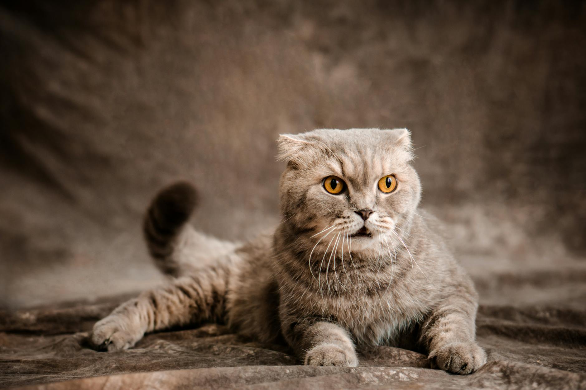 Đại lý Royal Canin chính hãng tại TP.HCM và bài toán trải nghiệm khách hàng