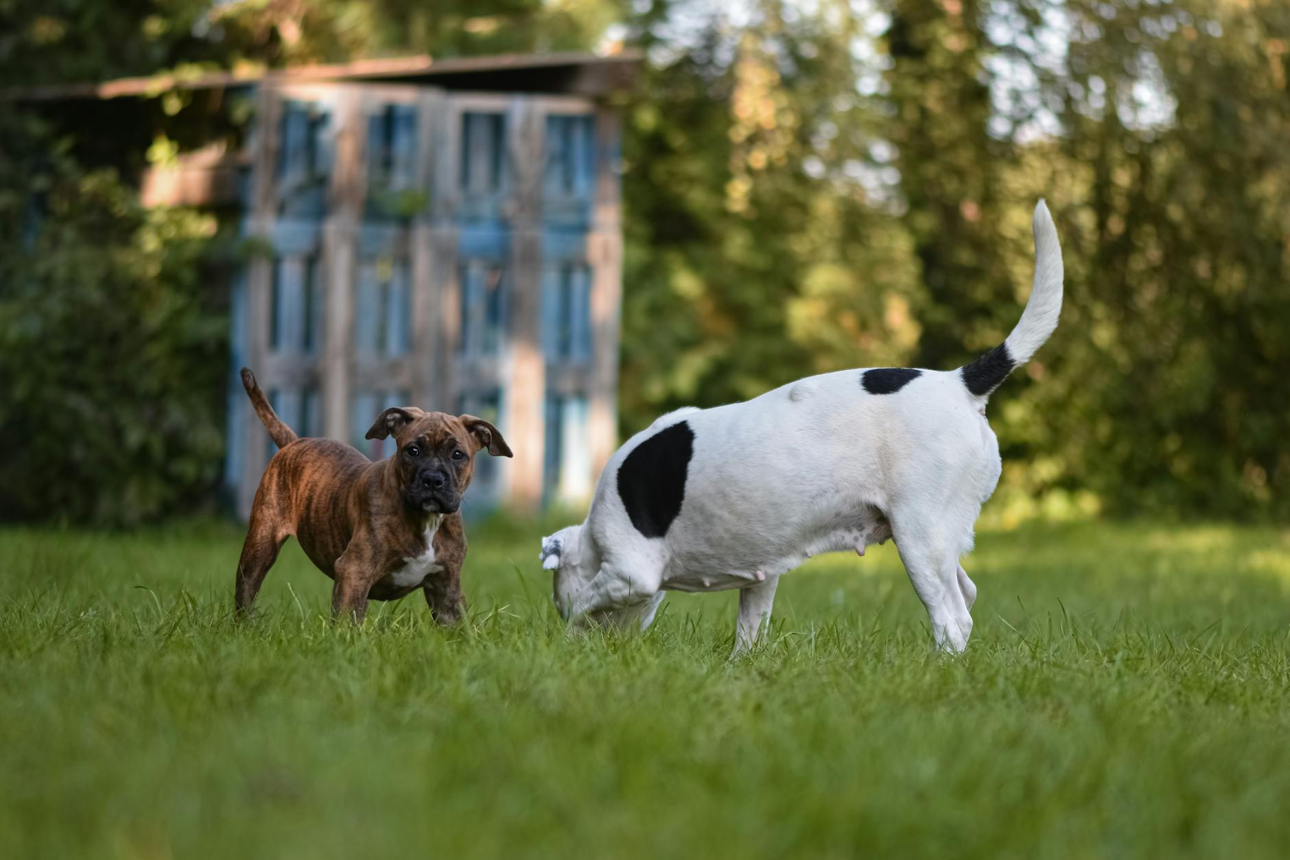 Đại lý Royal Canin chính hãng tại Việt Nam và bài toán mùa vụ cho petshop