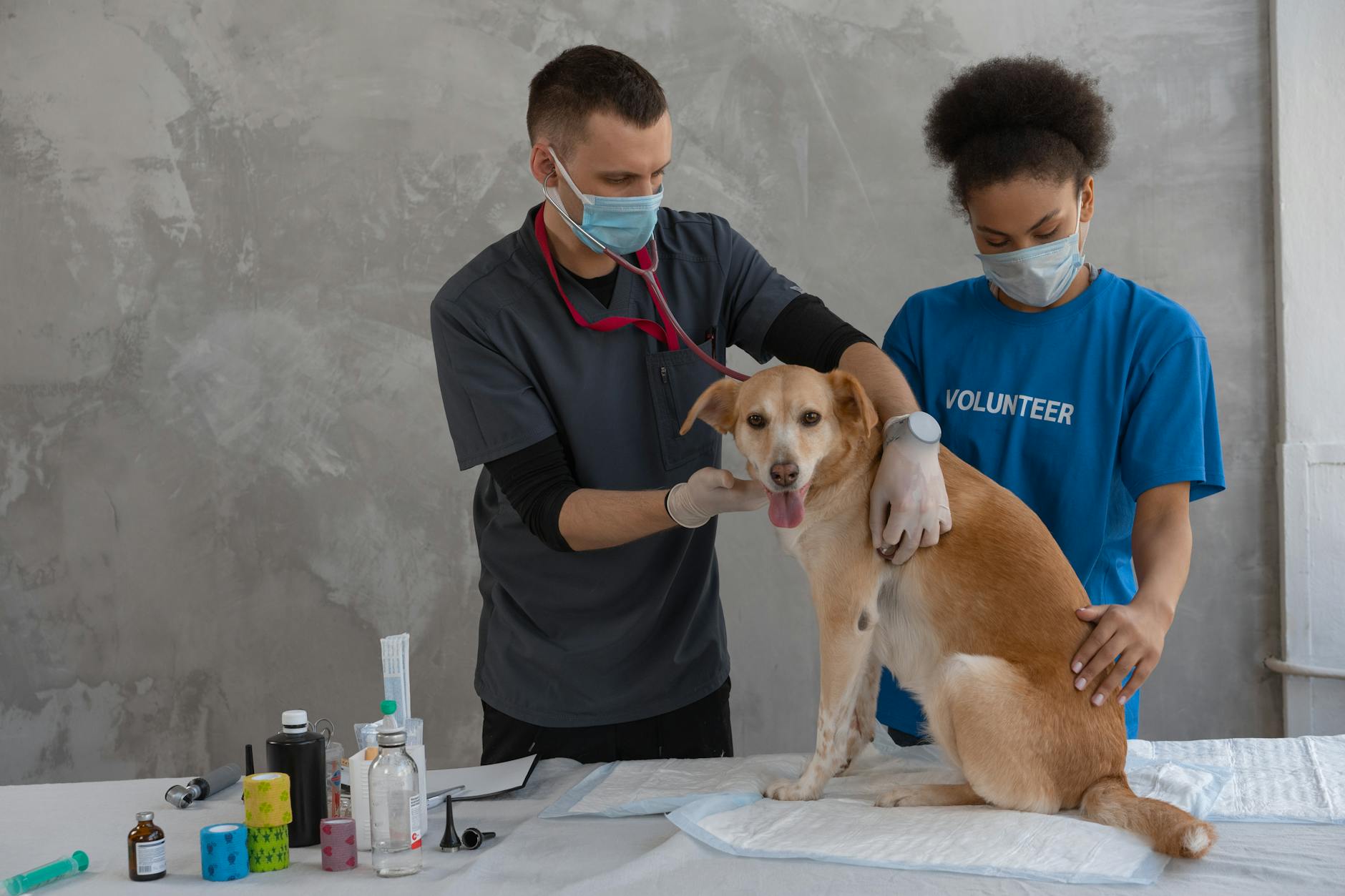Nơi chữa bệnh Parvo/Care cho chó uy tín – Góc nhìn Cạnh Tranh Gián Tiếp