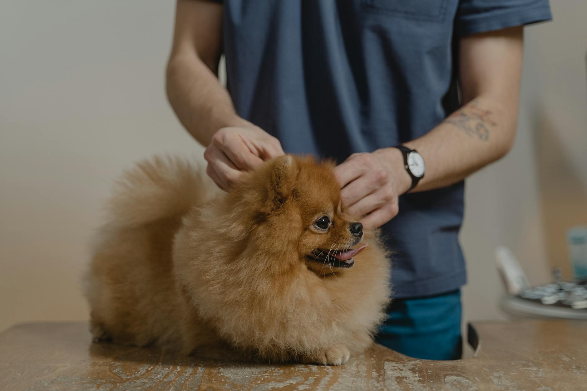 Nơi chữa bệnh Parvo/Care cho chó uy tín tại Hà Nội – Góc nhìn Marketing 0 Đồng