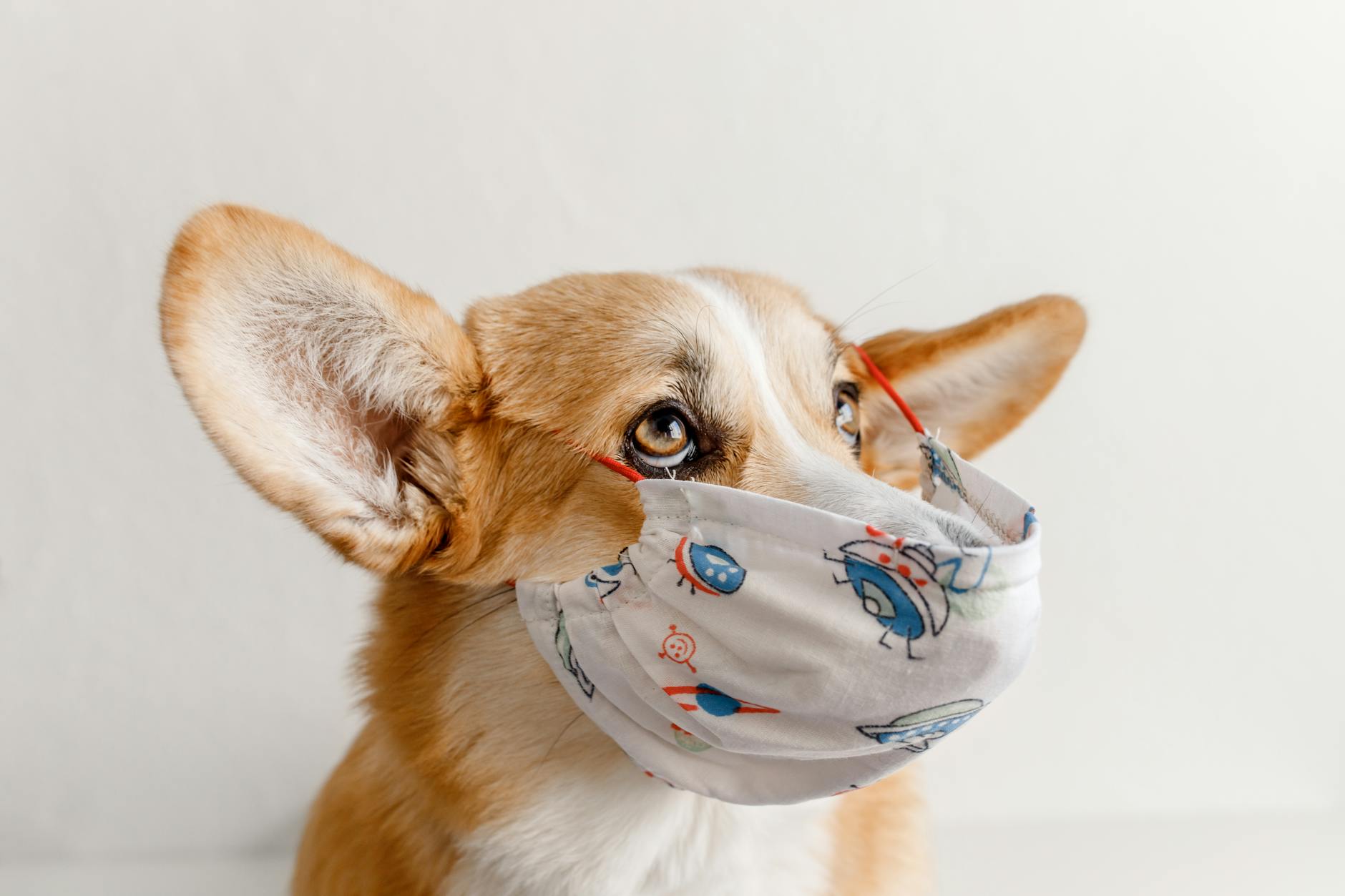 Nơi chữa bệnh Parvo/Care cho chó uy tín – Tối ưu doanh thu theo mùa vụ