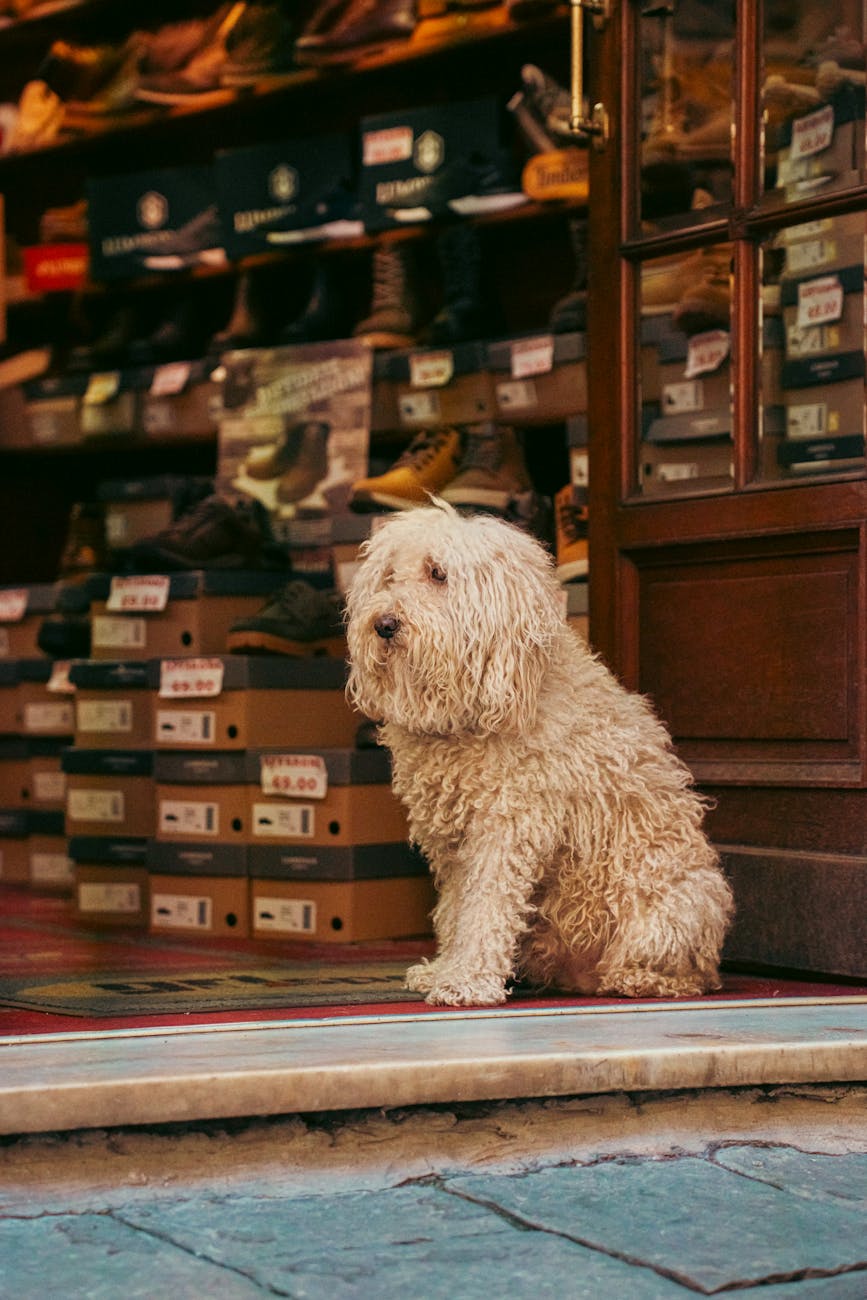 Danh sách cửa hàng thú cưng uy tín – Góc nhìn Cạnh Tranh Gián Tiếp