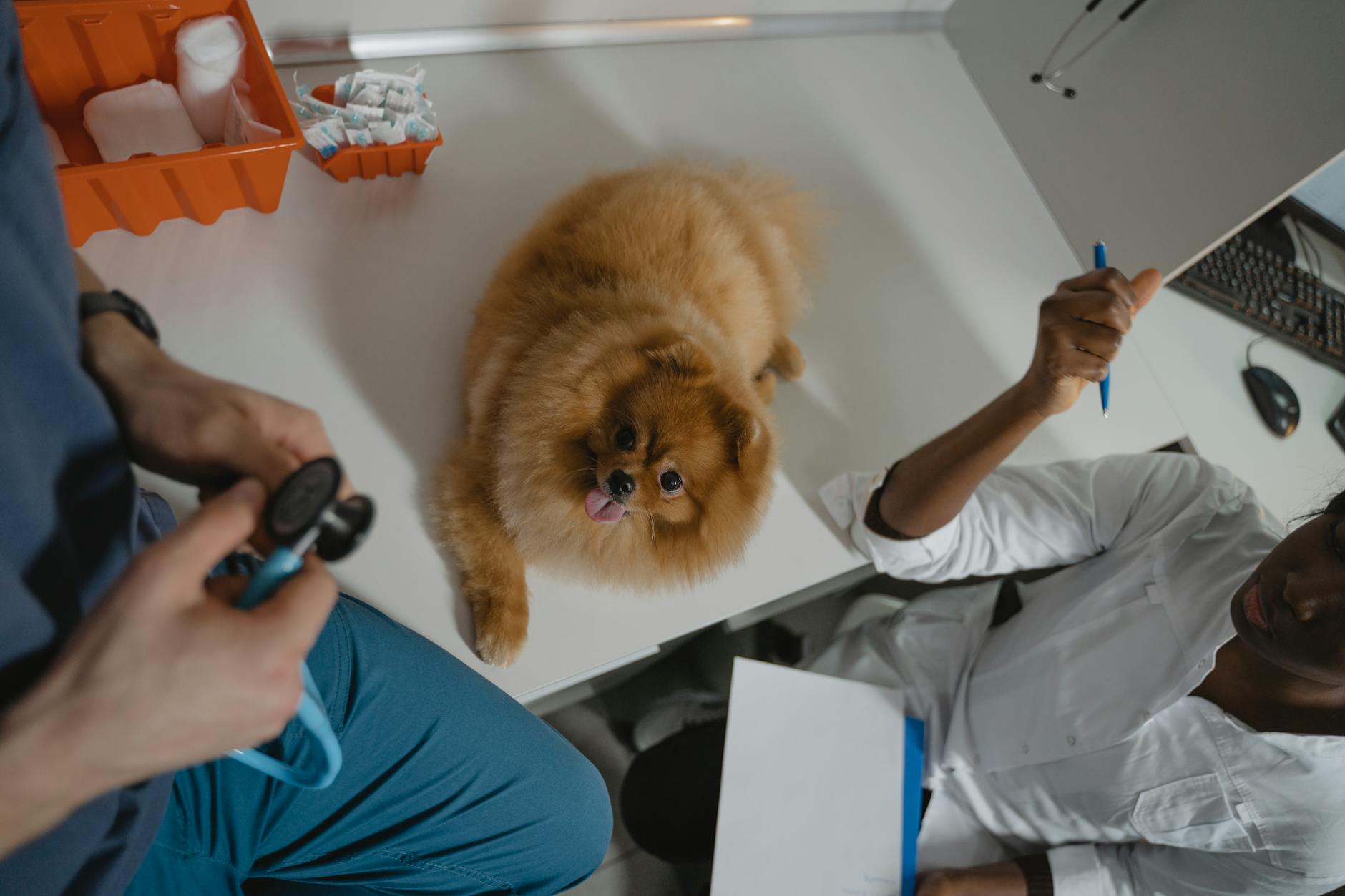 Bác sĩ thú y giỏi tại Hà Nội: Cơ hội và rào cản tài chính