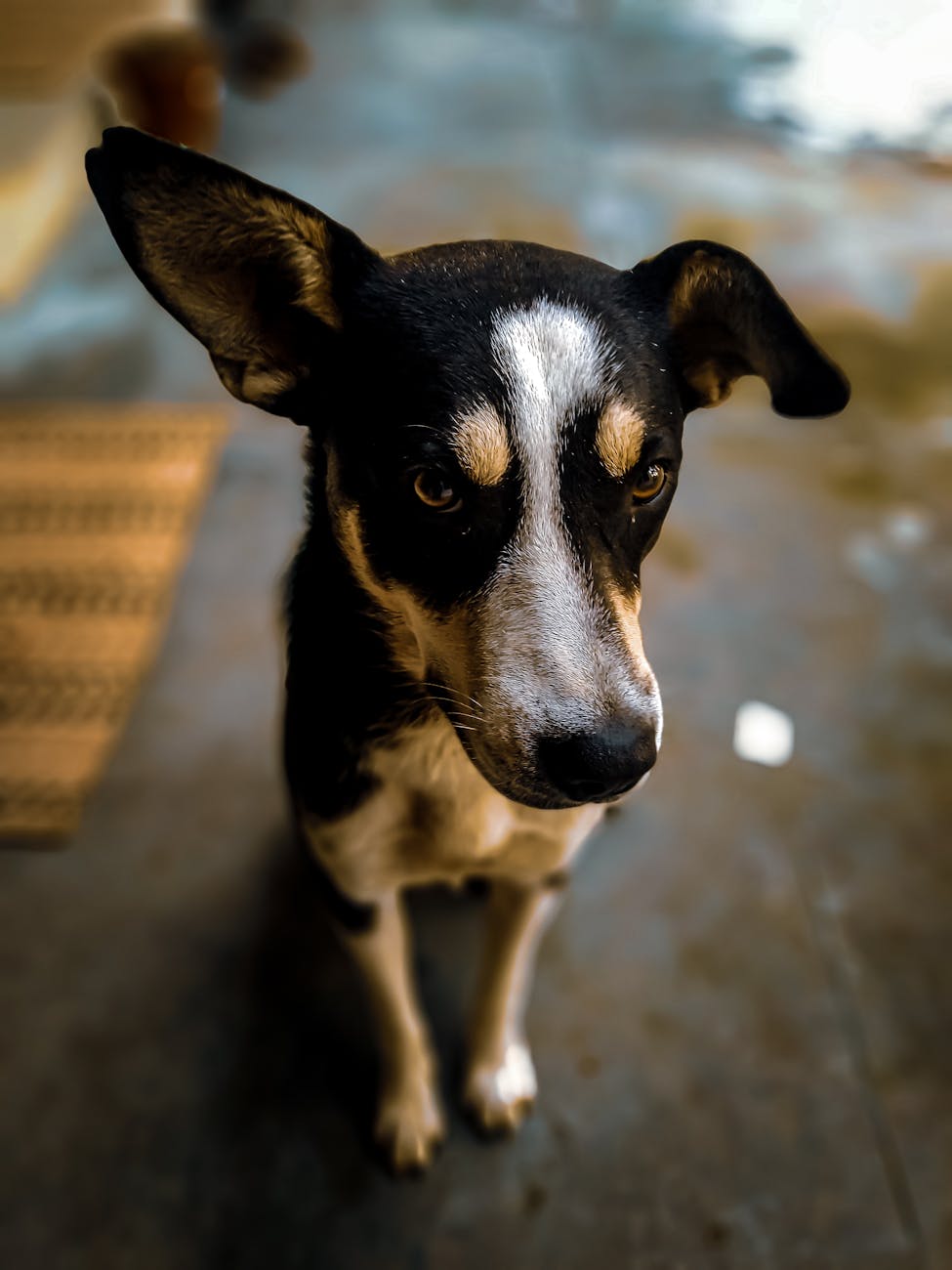 Triệt Sản Chó Mèo Giá Rẻ An Toàn: Bài Toán Sinh Tồn Của Petshop Việt