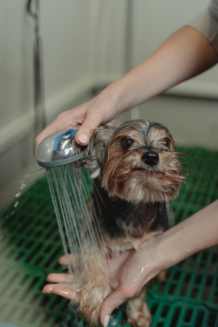 Mua Xịt Khử Mùi Gấp Tại Việt Nam: Thách Thức Nhân Sự & Quy Trình Petshop