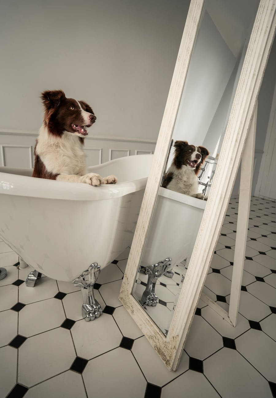 Spa Chó Mèo Có Nhiều Khuyến Mãi Nhất Tháng 12 Tại TP.HCM – Góc Nhìn Nhân Sự & Vận Hành