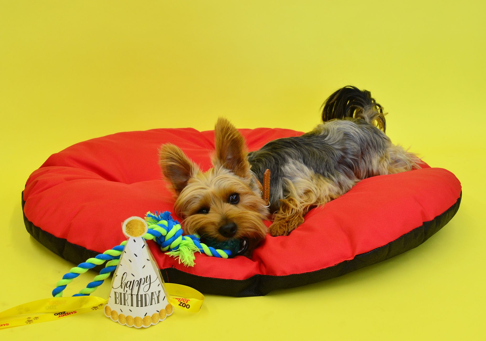 Pet shop tại Hà Nội – Mô hình thiết kế trải nghiệm khách hàng tăng doanh thu