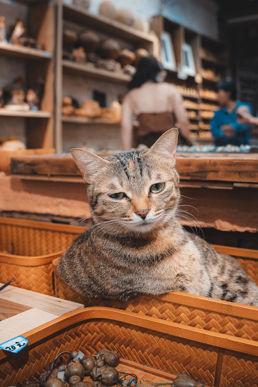 Pet shop tại Hà Nội – Bí quyết cạnh tranh giữa thời đại chuỗi lớn