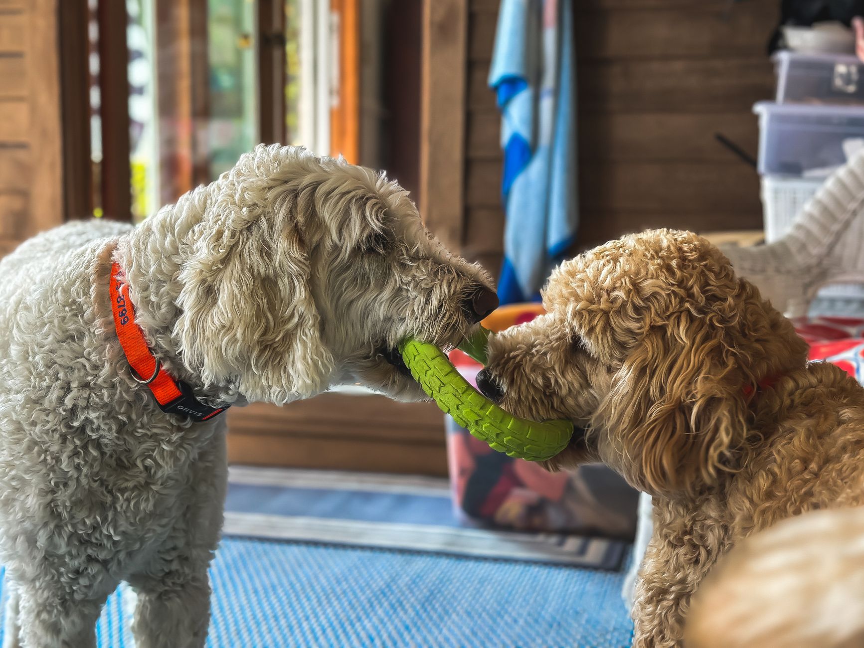 Pet shop tại TP.HCM: Bí quyết tăng doanh thu theo mùa cho chủ kinh doanh