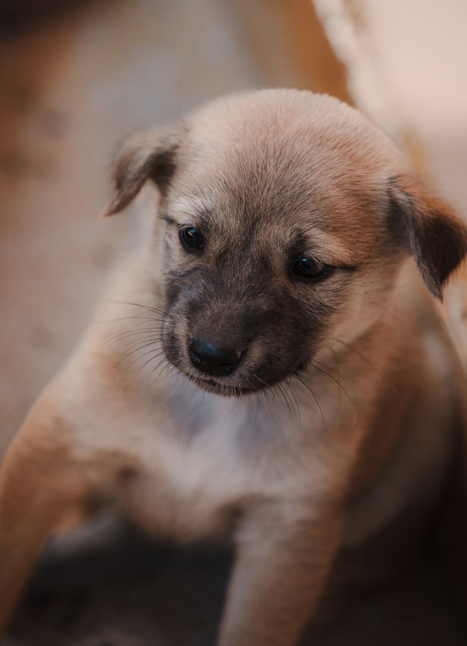 Khách sạn thú cưng có camera theo dõi 24/24 tại TP.HCM – Góc nhìn công nghệ cho doanh nghiệp pet