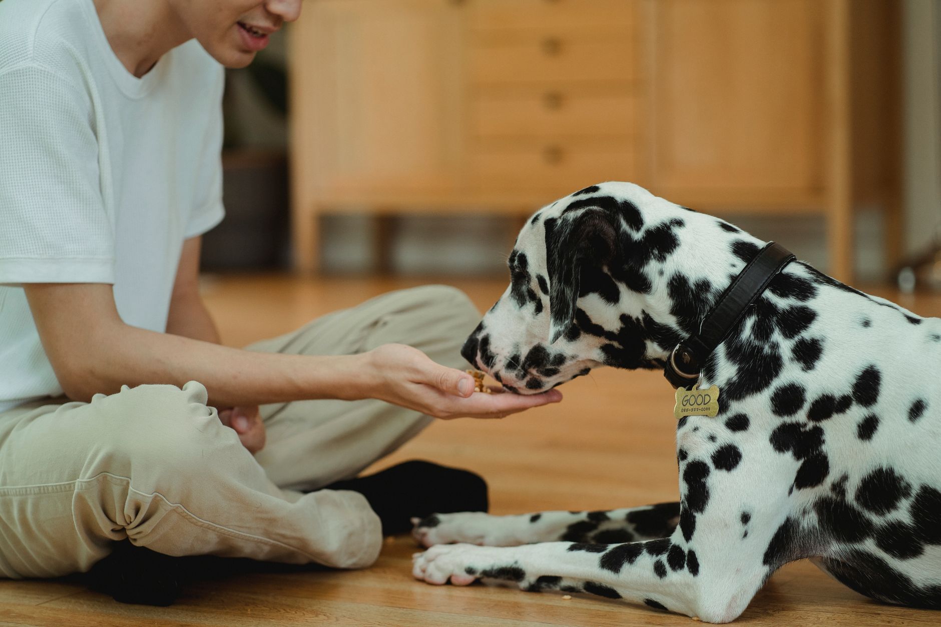 Đại lý cấp 1 phân phối men vi sinh, canxi thú cưng tại Việt Nam – Chọn đúng điểm bán tăng doanh thu bền vững