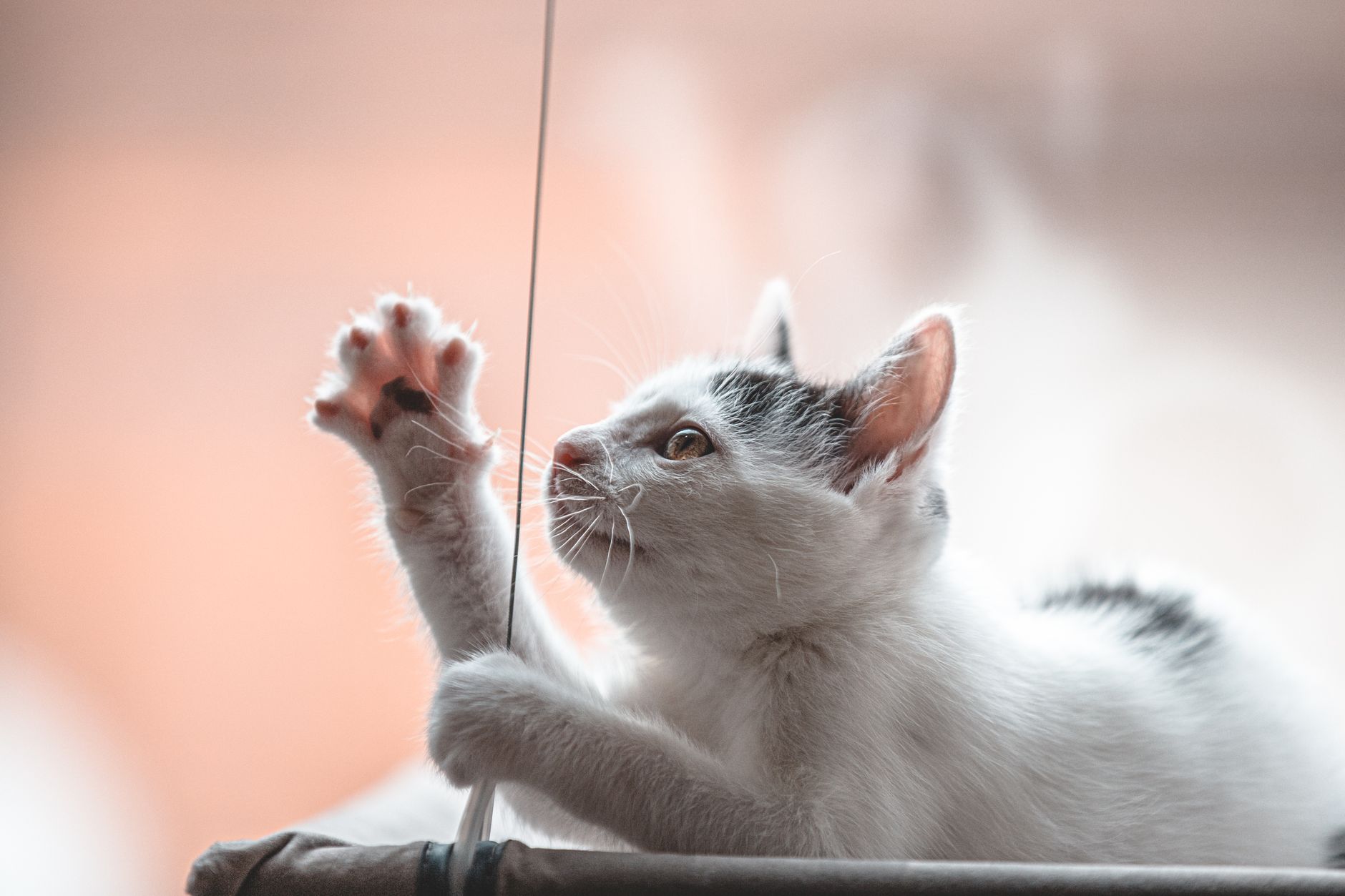 Chiến thuật giờ mở cửa Pet Mart và marketing 0 đồng hiệu quả