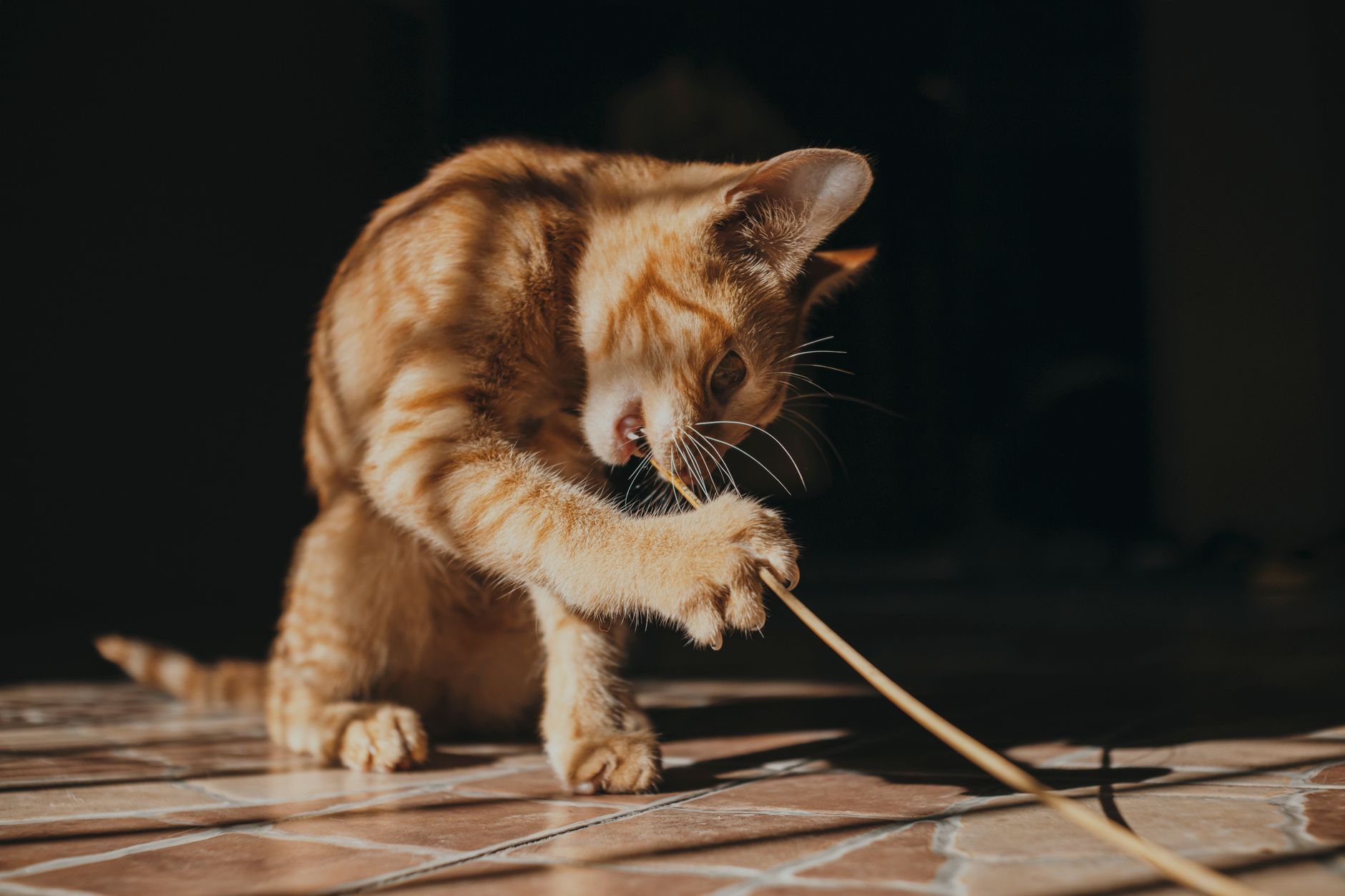 Chiến thuật giờ mở cửa Pet Mart tăng lợi nhuận theo mùa