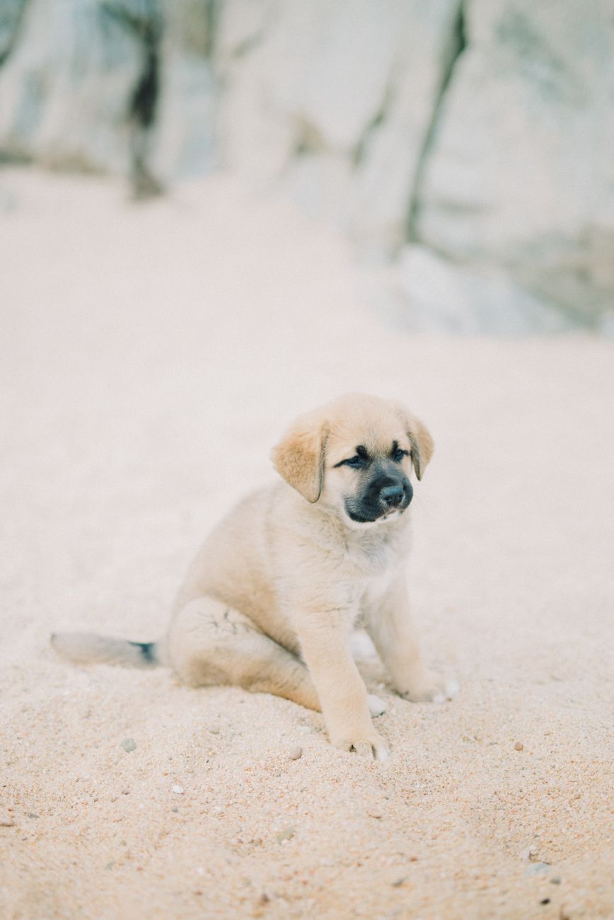 Giờ mở cửa Petshop: Đòn bẩy chiến lược để chiến thắng khách hàng khó tính
