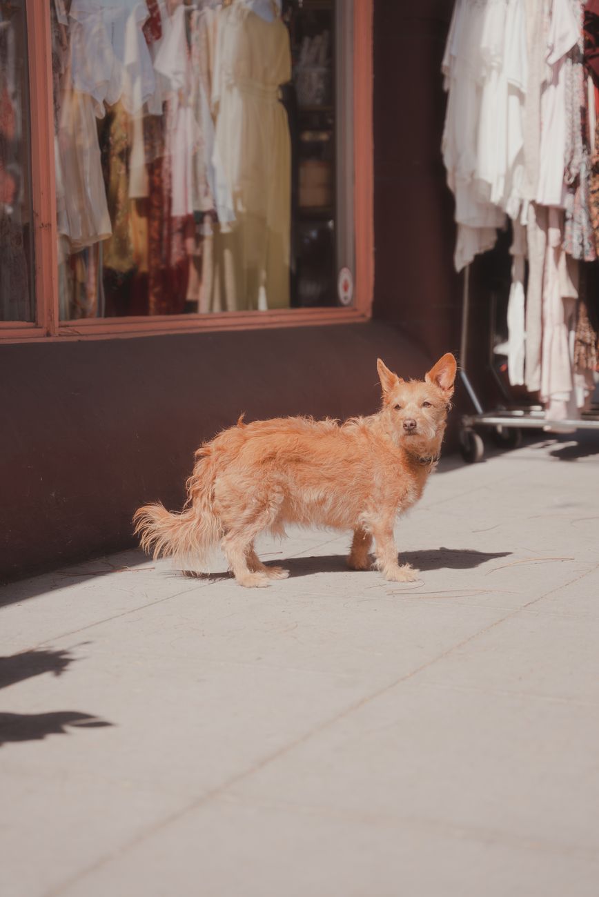 Dogily Petshop và Bí Quyết Chăm Sóc Khách hàng bằng Zalo OA