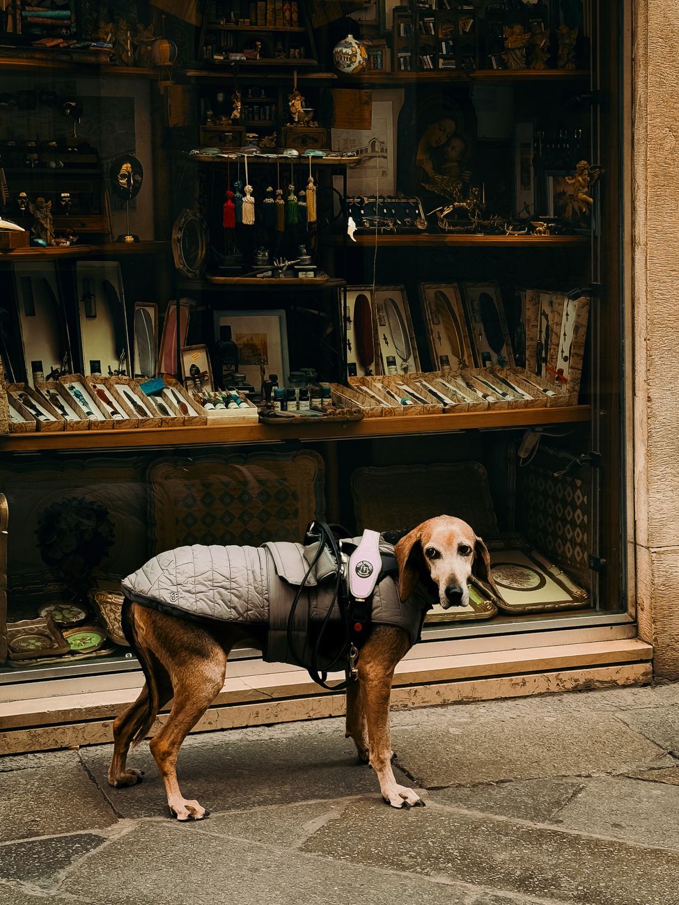 Dogily Petshop và bài học marketing từ hệ sinh thái Thủ Đức