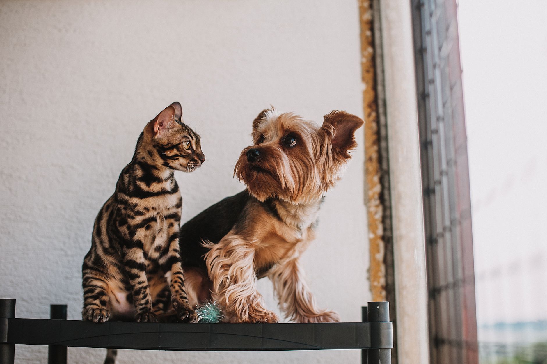Dogily Petshop tại TP.HCM: Mô hình kinh doanh và bài học khởi nghiệp