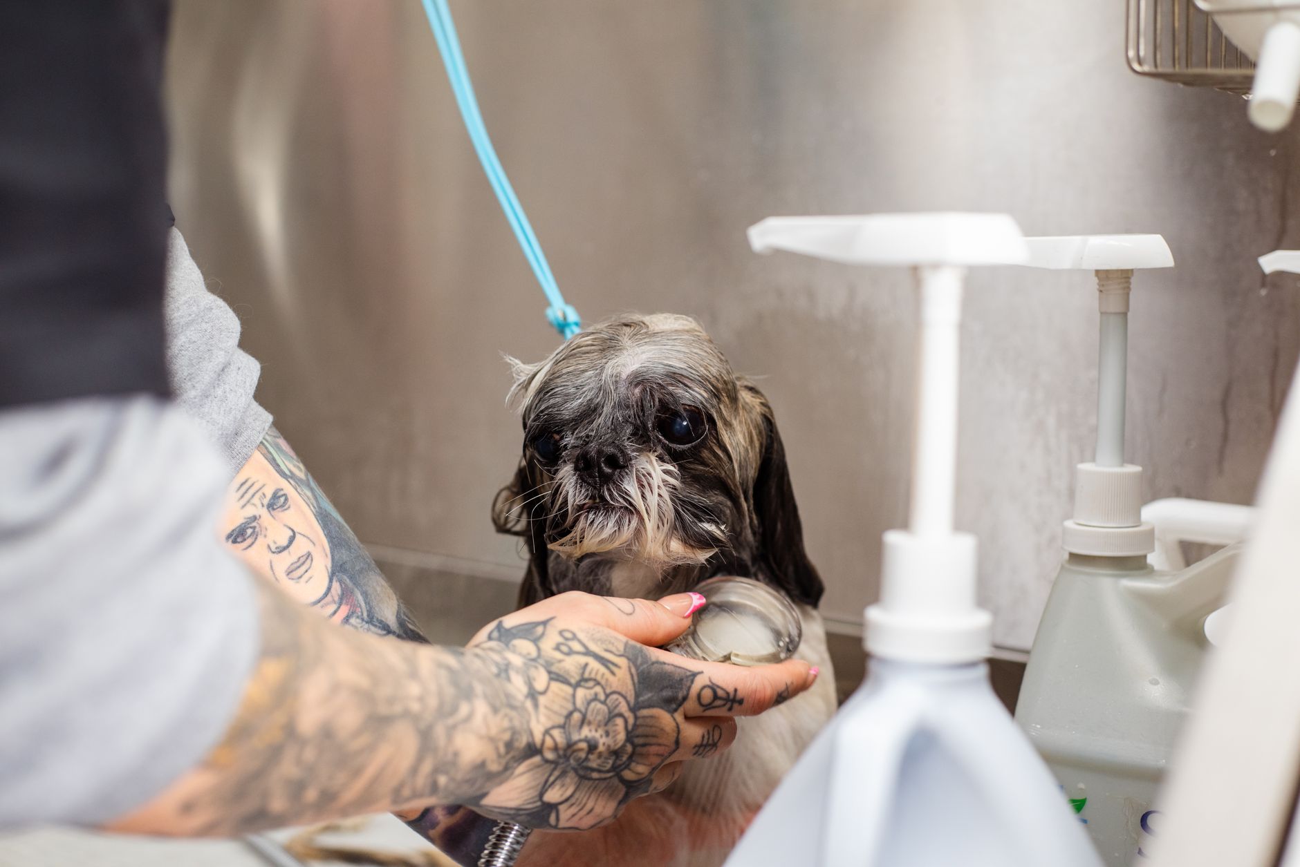 Bí Quyết Vận Hành Spa Chó Mèo Chuyên Nghiệp: Từ Nỗi Đau Nhân Sự Đến Lợi Nhuận Cao