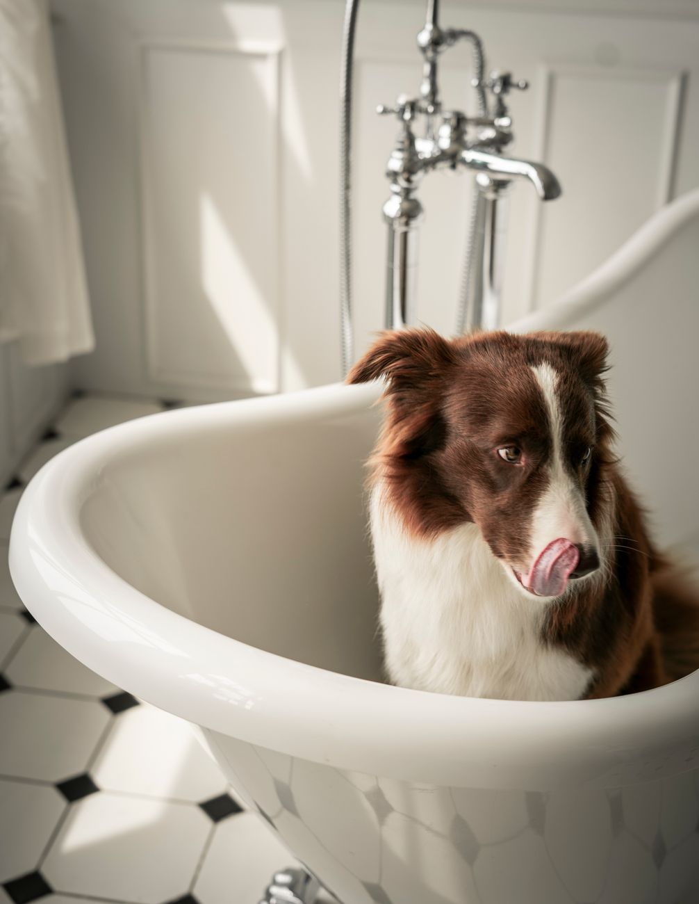 Khi Spa Chó Mèo Chuyên Nghiệp Biến Khách Phàn Nàn Thành Fan Hâm Mộ