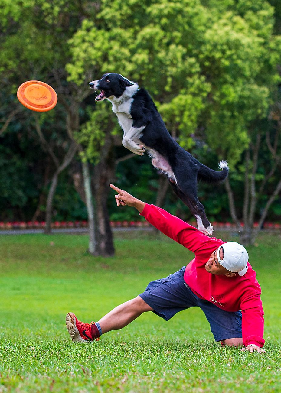 Tối ưu Dịch Vụ Khách Hàng: Bí Kíp Chọn Tổng Kho Sỉ Phụ Kiện Đồ Chơi Chó Mèo