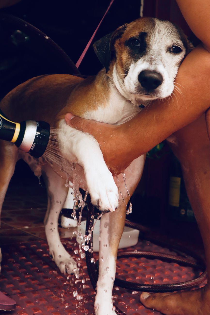 Trải Nghiệm Spa Cao Cấp Cho Chó Mèo Tại TP.HCM: Góc Nhìn Mùa Vụ