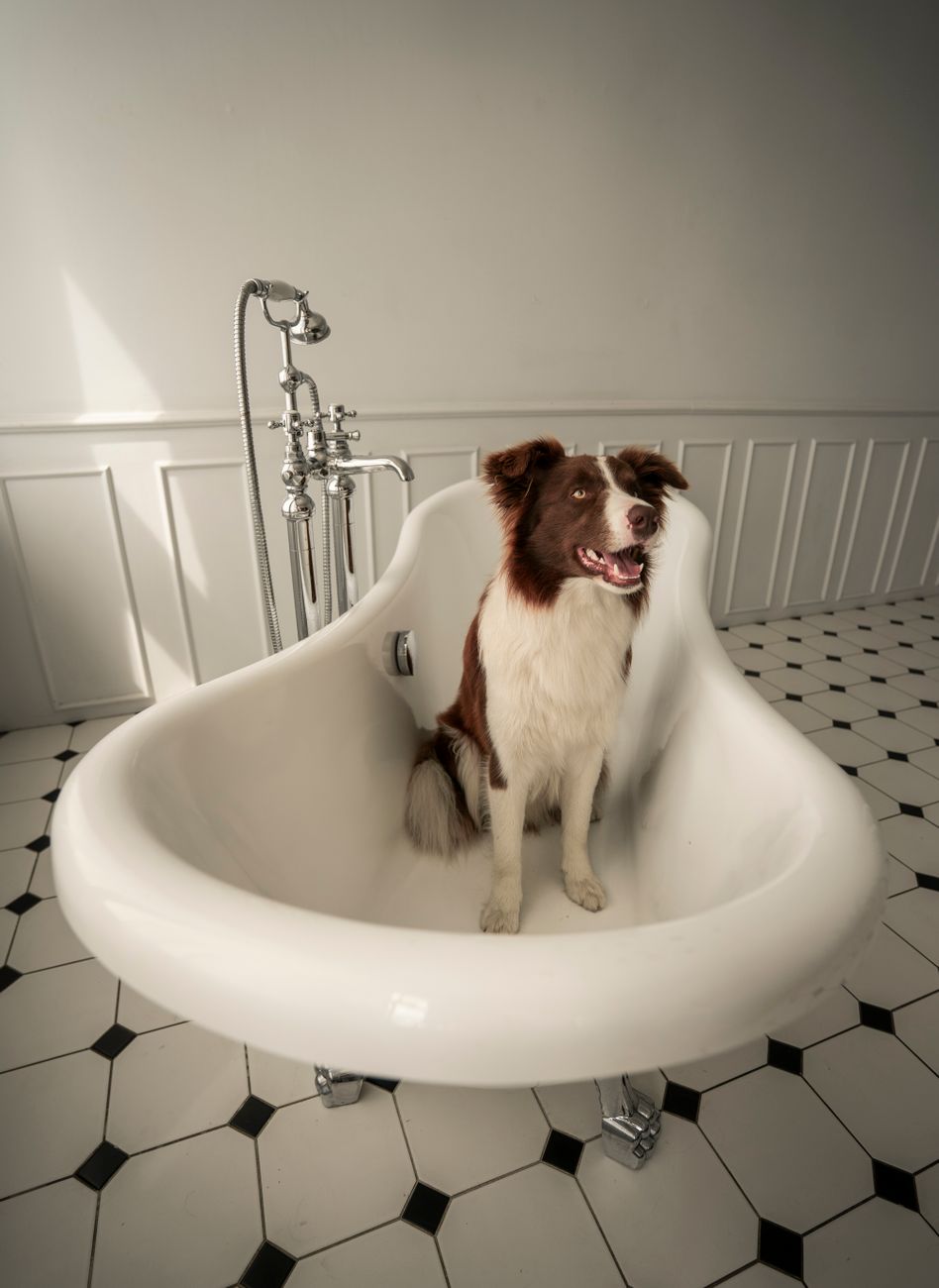 Trải Nghiệm Spa Cao Cấp: Bí Quyết Xử Lý Khiếu Nại Cho Pet Shop