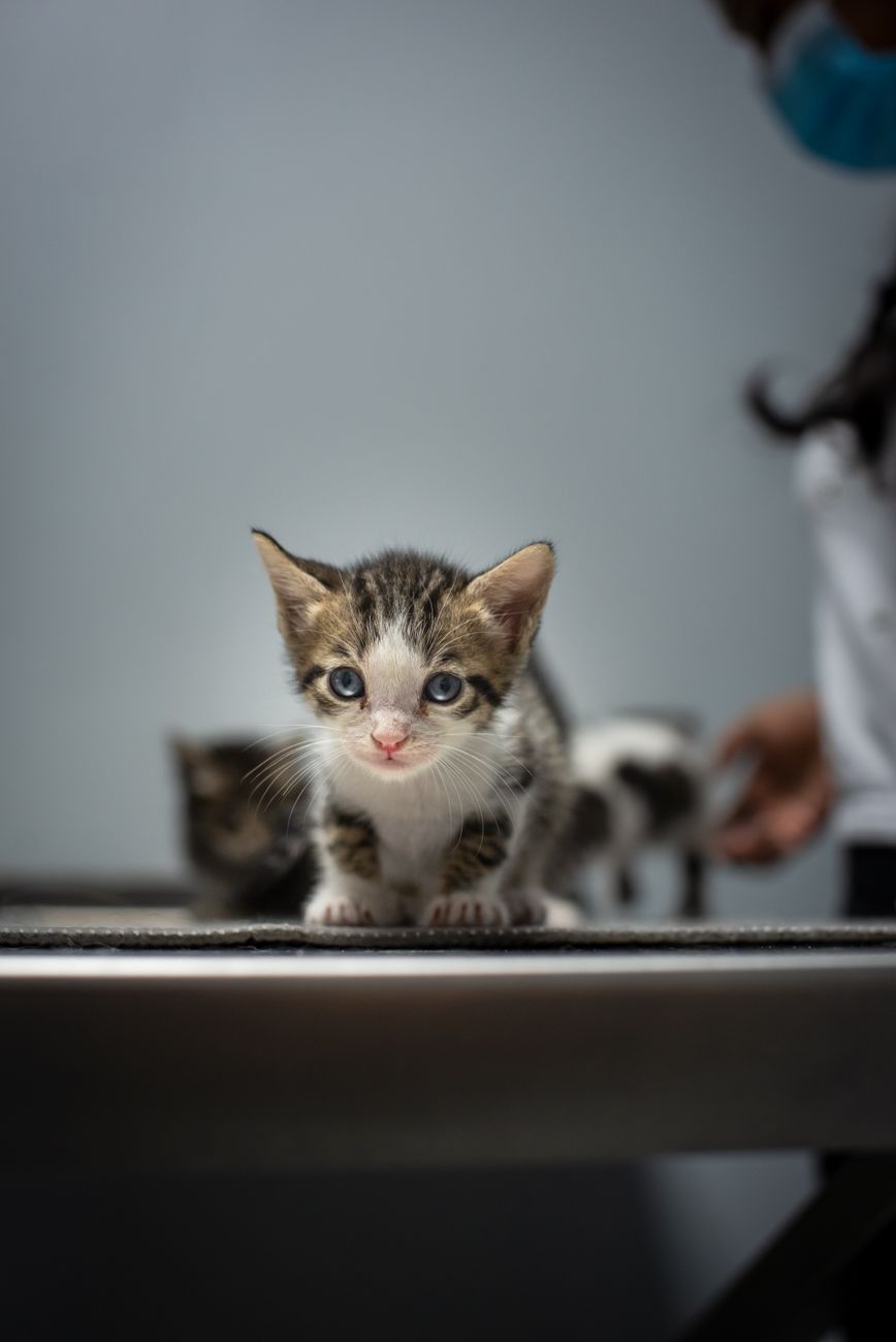 Bí Mật Sinh Tồn Của PetShop Nhỏ: Vũ Khí Lợi Nhuận Phòng Khám Không Dạy Bạn