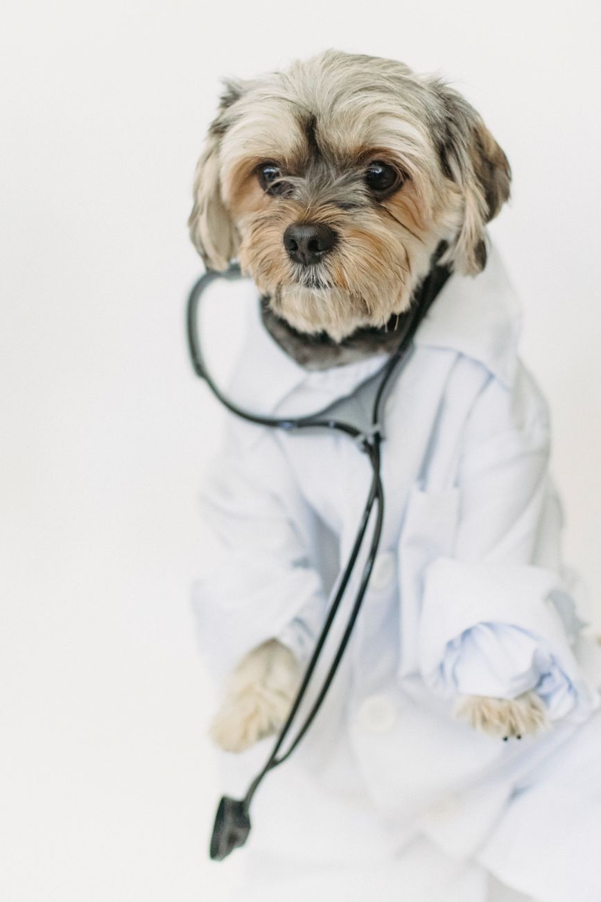 Chỗ Bán Chó Mèo Con Tiêm Phòng Đầy Đủ: 6 Bài Học Kinh Doanh Xương Máu Cho Người Mới Mở Pet Shop Tại TP.Thủ Đức