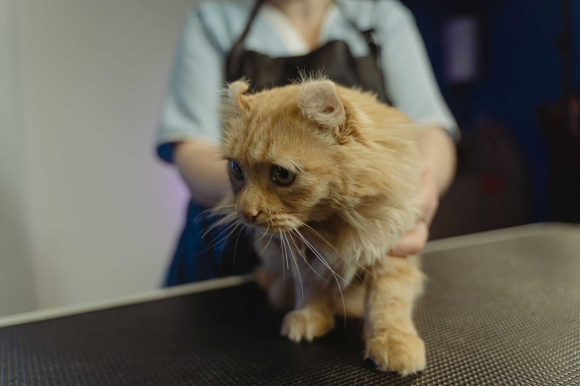 Bỏ Sỉ Cát Mèo 50Kg Q.10: Mô Hình Kinh Doanh 3.0 Cho Chủ PetShop