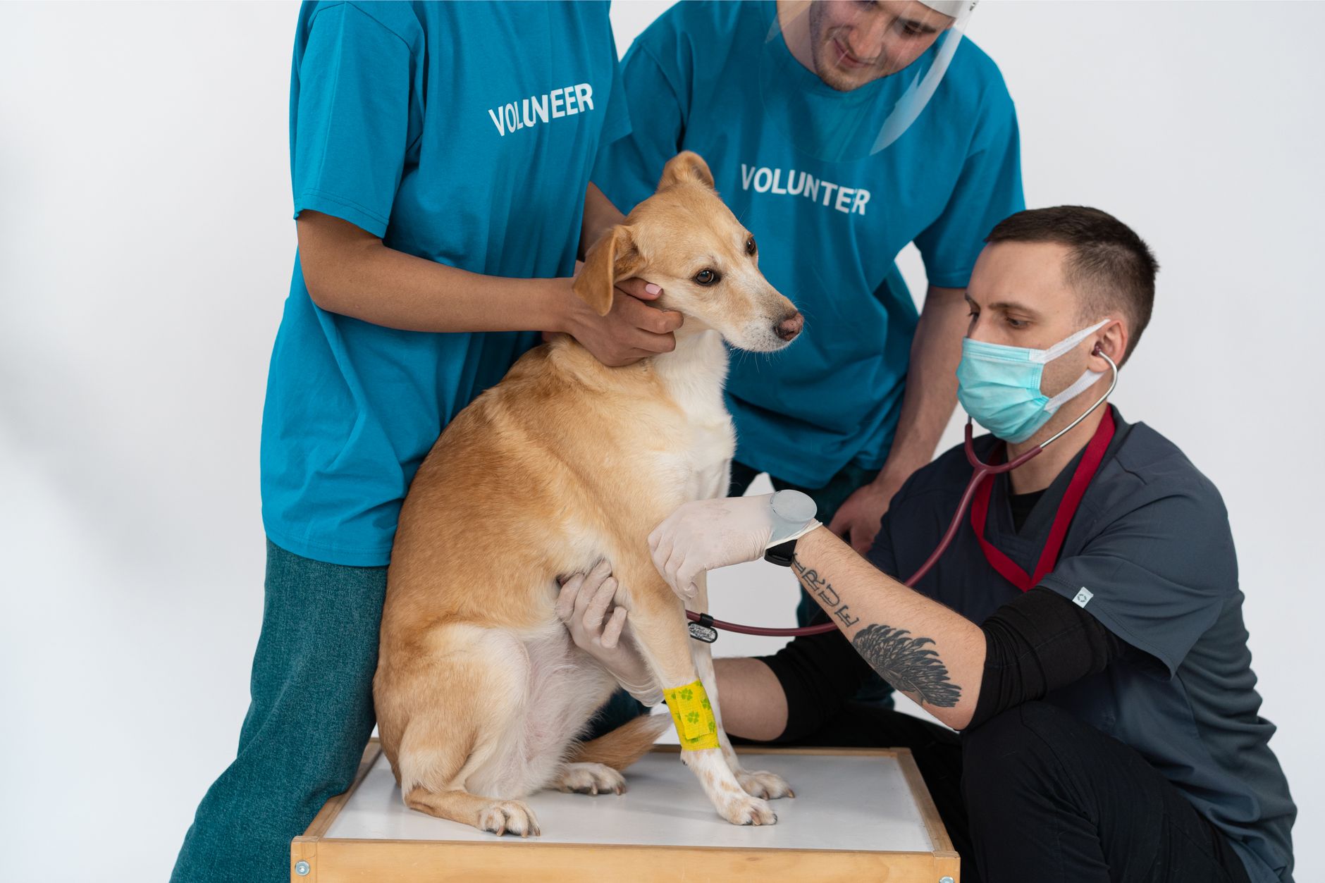 Bệnh viện thú y PetPro tại Việt Nam – Cơ hội & thách thức tài chính cho chủ shop