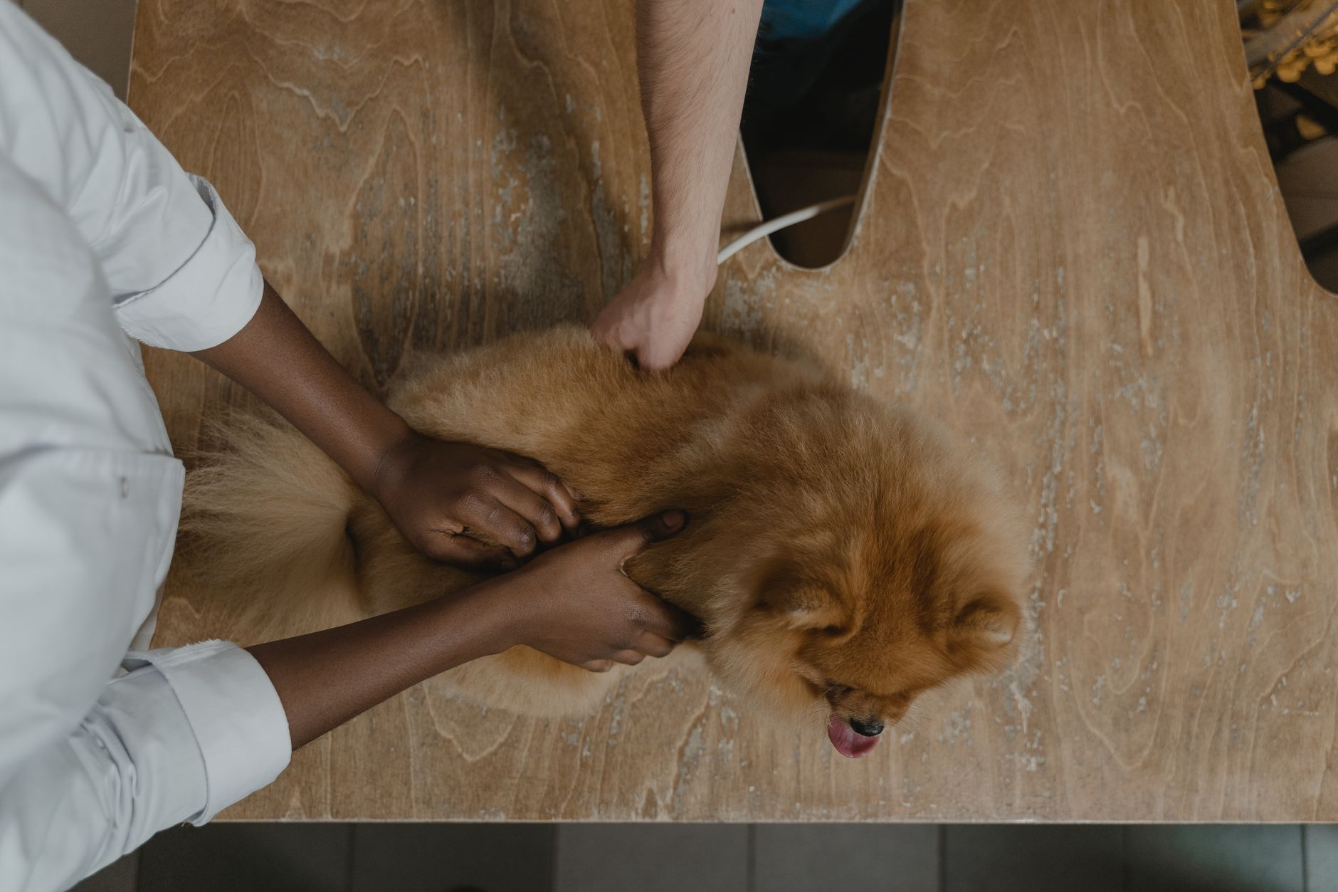 Bệnh viện thú y PetPro ở TP.HCM – Tối ưu doanh thu theo mùa hiệu quả