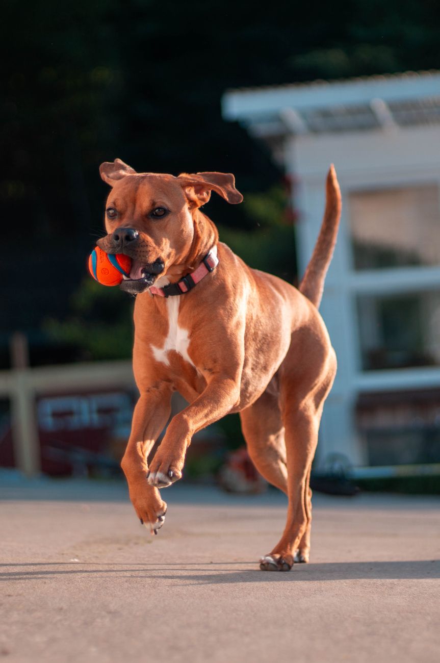 Chi nhánh Pet Mart và bài học chuyển đổi số từ các shop thú cưng Thái Nguyên
