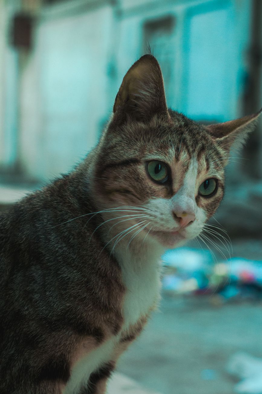 Chi nhánh Pet Mart tại Đà Nẵng & Chiến Lược Mùa Vụ Tối Ưu Doanh Thu