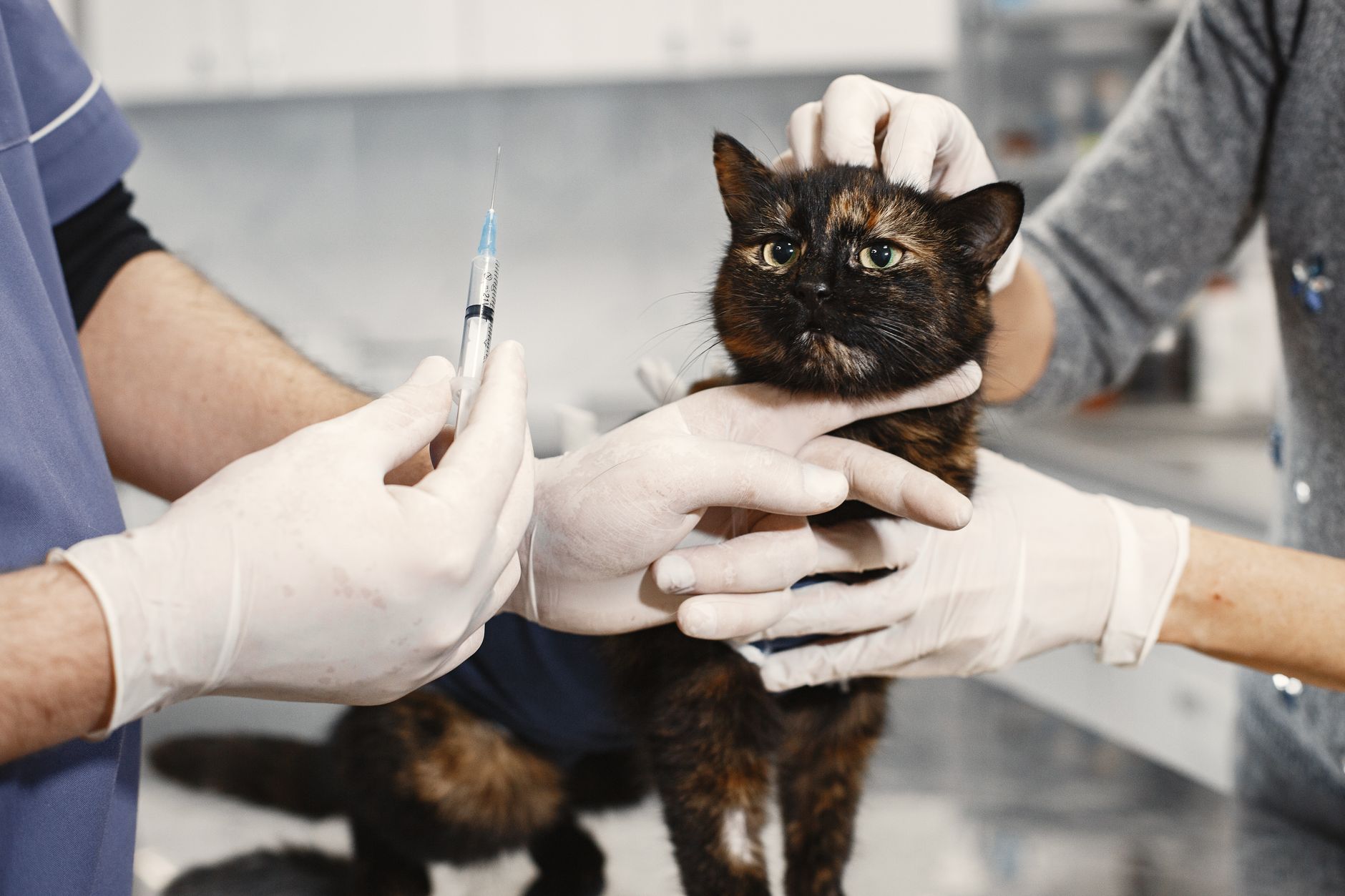 Phòng khám thú y gần – Khó khăn nhân sự & vận hành đang “nuốt chửng” lợi nhuận