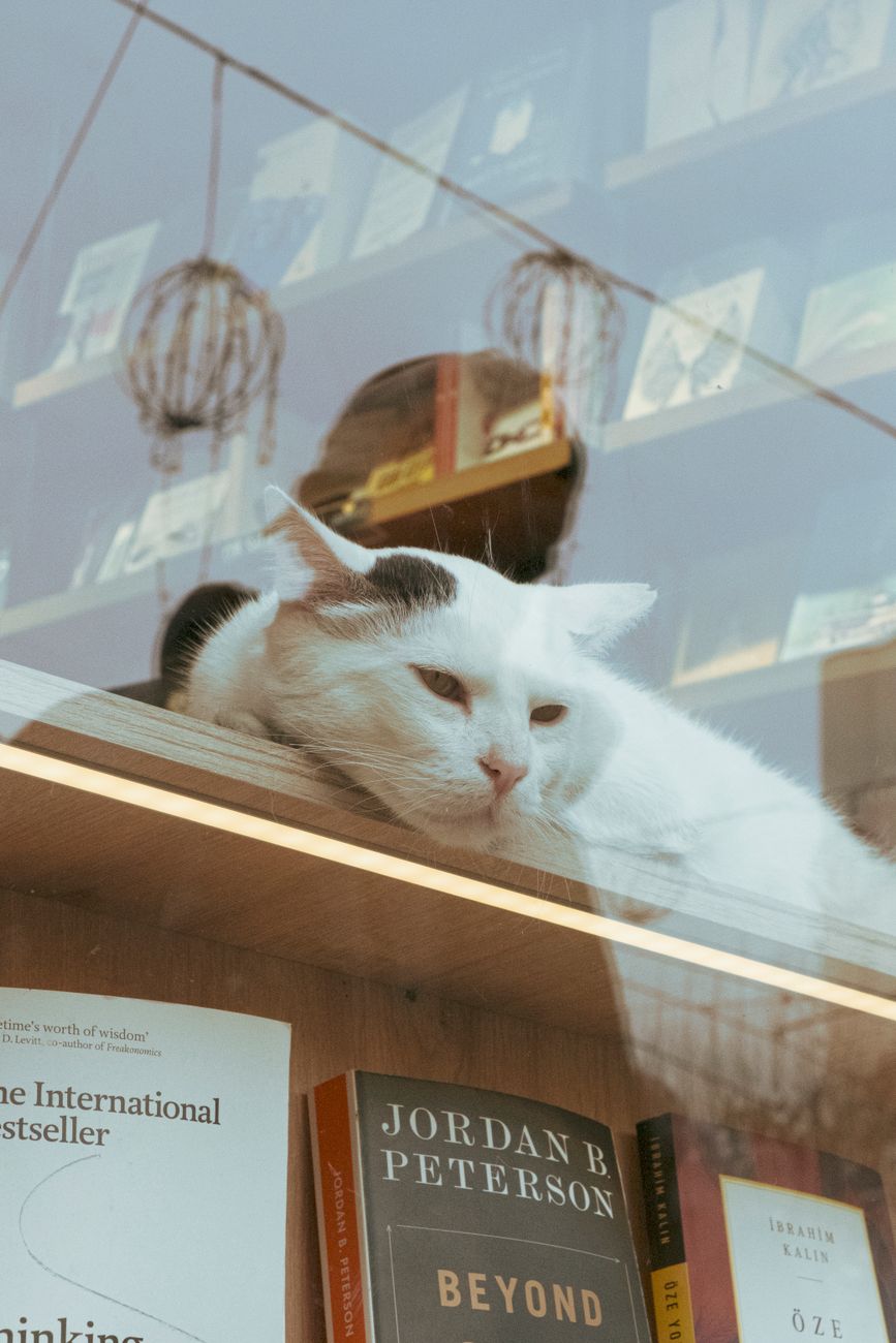 Tối Ưu Doanh Thu Mùa Phối Giống: Chiến Lược Cho Petshop Thái Nguyên