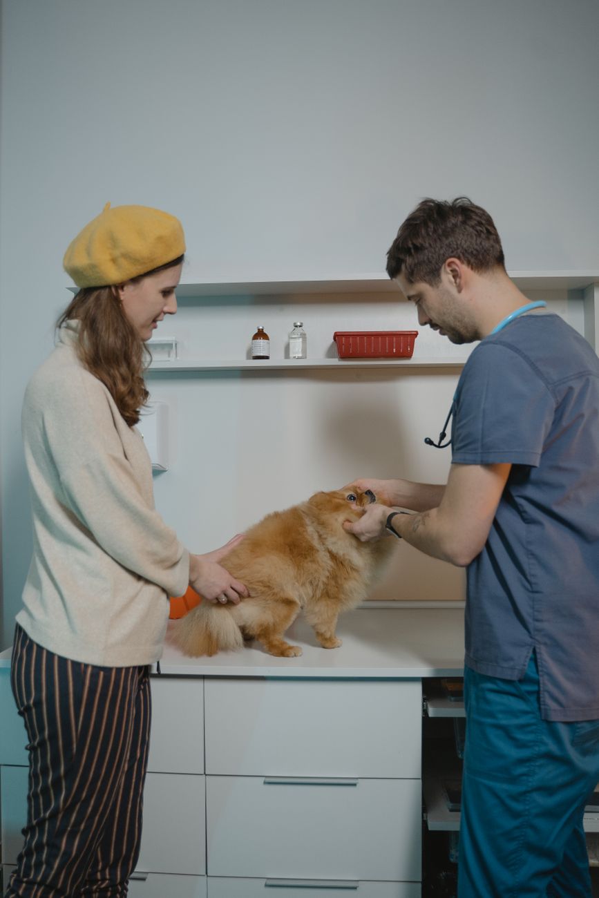 Bảng giá khám chữa bệnh thú y tại Việt Nam & Bài toán dòng tiền cho Petshop