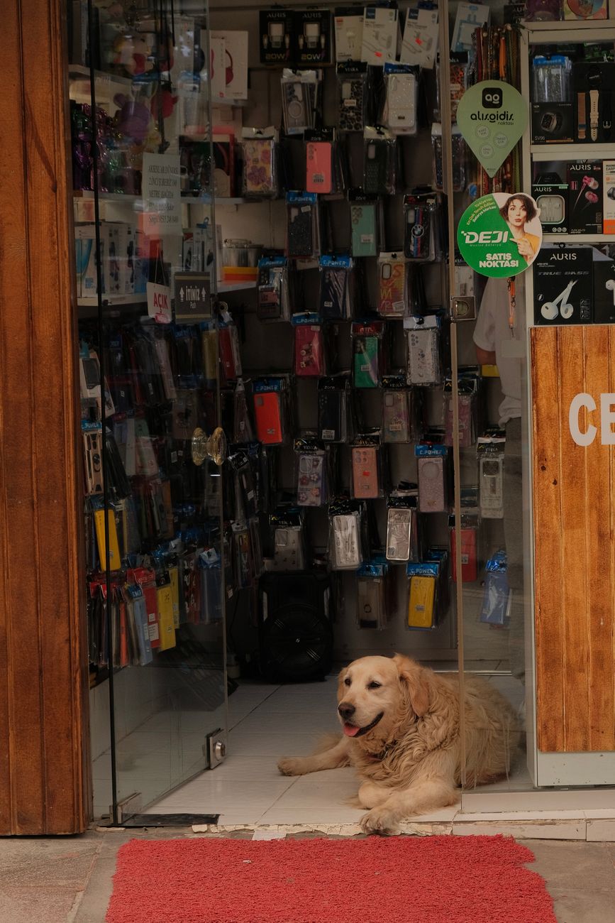 Danh sách pet shop xả hàng tại TP. Thủ Đức: Tối ưu không gian để tăng doanh thu