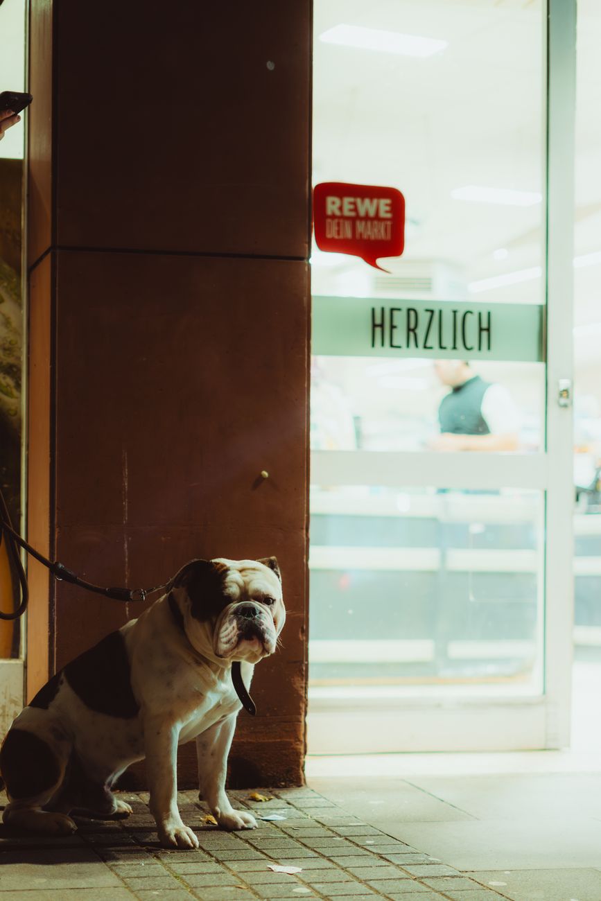 Danh sách pet shop xả hàng tại TP.HCM – Cơ hội hay thách thức cho shop nhỏ?