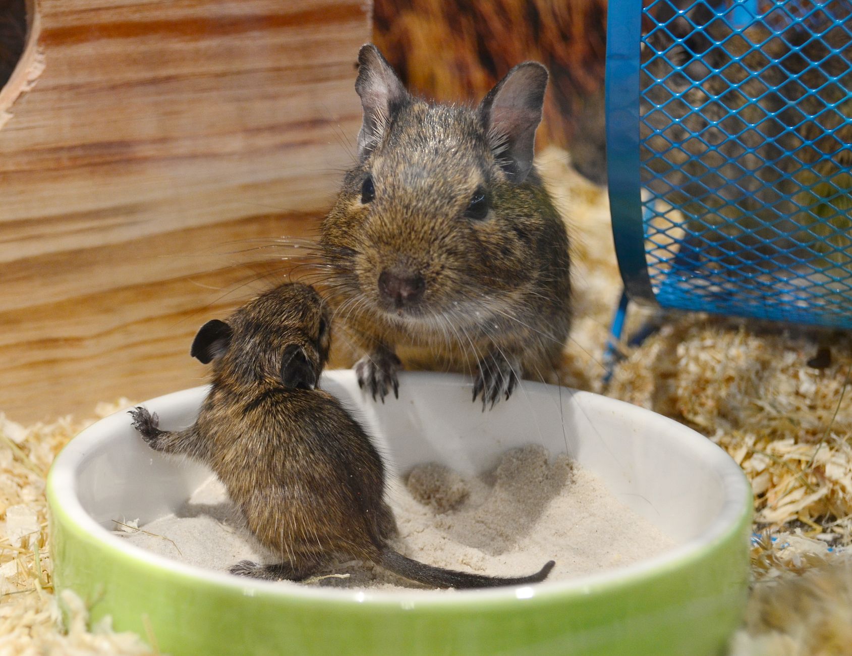 Danh sách pet shop đang xả hàng/khuyến mãi tại TP.HCM – Góc nhìn dịch vụ khách hàng quyết định thành bại