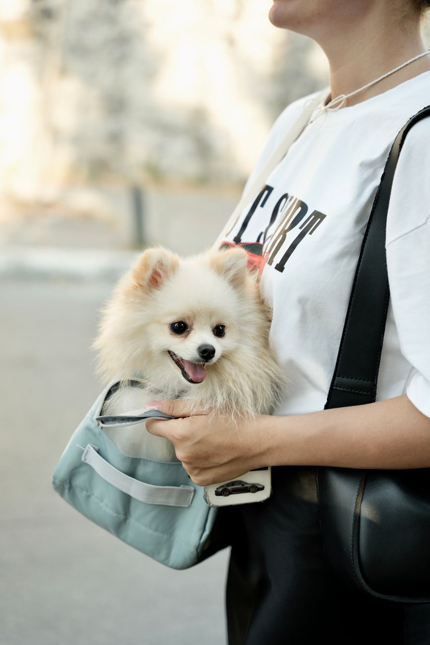 Balo Phi Hành Gia & Lồng Vận Chuyển: Cơ Hội Nào Cho Chủ Petshop?