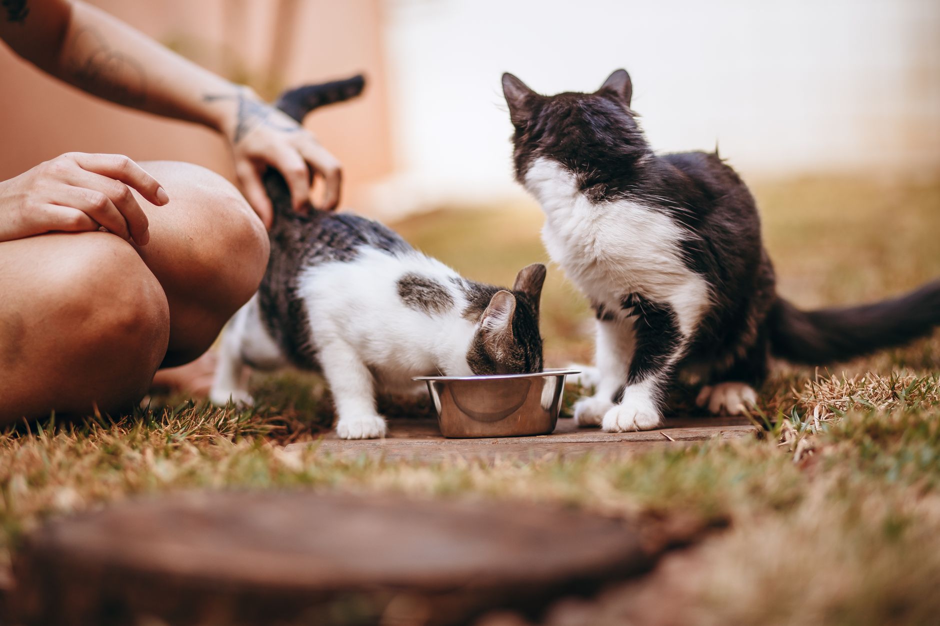 Cửa Hàng Quần Áo Chó Mèo: Tối Ưu Dòng Tiền & Tăng Lợi Nhuận
