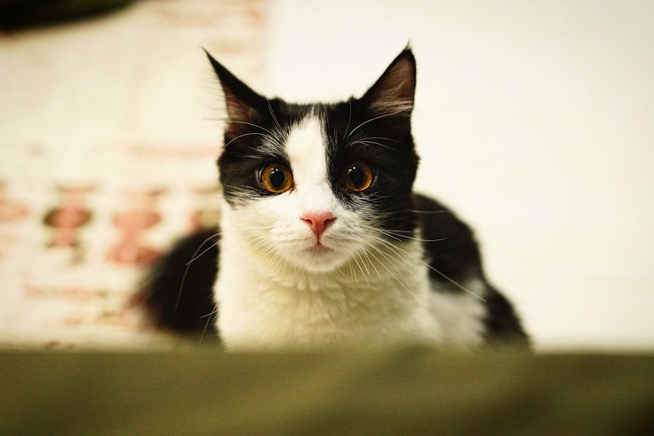 5 Thương hiệu Cát mèo Made in Vietnam chất lượng không thua hàng ngoại